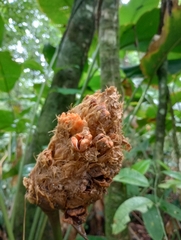 Goeppertia inocephala