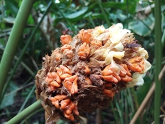 Goeppertia inocephala