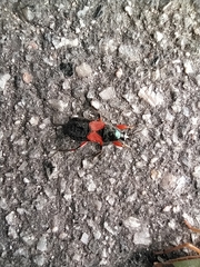 Prostemma aeneicolle