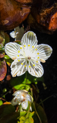 Parnassia asarifolia