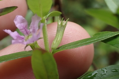Lythrum maritimum