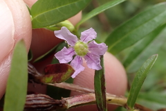 Lythrum maritimum