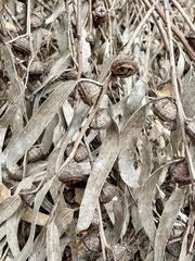 Eucalyptus globulus