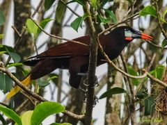 Psarocolius montezuma