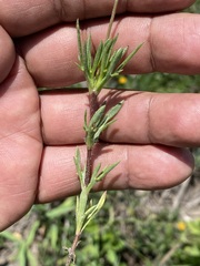 Tridax coronopifolia