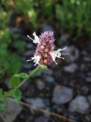 Agastache urticifolia