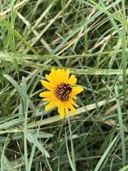 Helianthus laciniatus