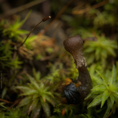 Ciboria rufofusca