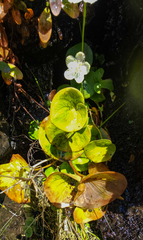Parnassia asarifolia