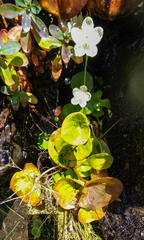 Parnassia asarifolia