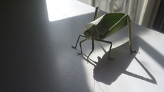 Stilpnochlora azteca