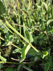 Agastache urticifolia