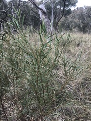 Daviesia leptophylla