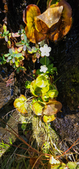 Parnassia asarifolia