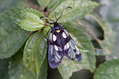 Trypanophora semihyalina