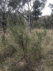 Daviesia leptophylla