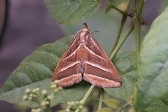 Bleptina albolinealis