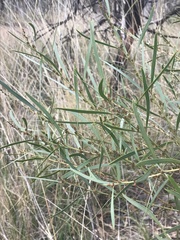 Daviesia leptophylla