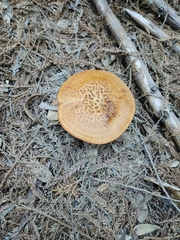 Polyporus decurrens