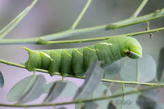 Sataspes tagalica