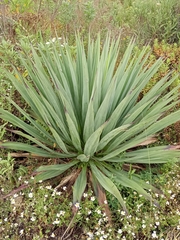 Furcraea parmentieri