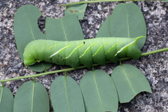 Sataspes tagalica