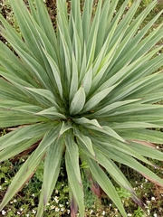 Furcraea parmentieri