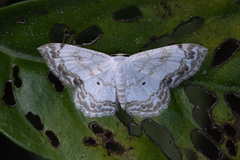 Scopula propinquaria