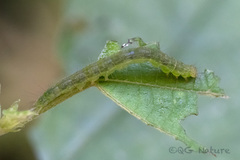 Hypena laceratalis