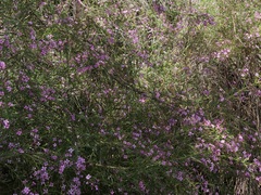 Boronia denticulata