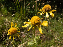 Helenium bigelovii