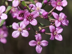 Boronia denticulata