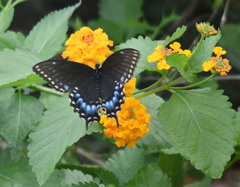 Papilio polyxenes asterius