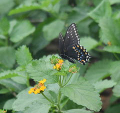 Papilio polyxenes asterius