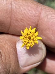 Tridax coronopifolia