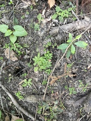 Proserpinaca palustris