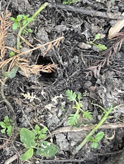 Proserpinaca palustris