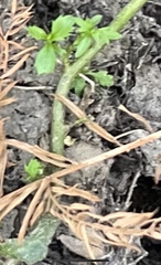 Proserpinaca palustris