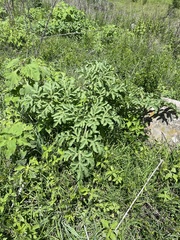 Prionosciadium thapsoides