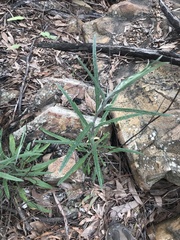 Senecio phelleus