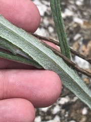 Senecio phelleus