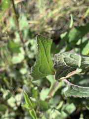 Verbesina tetraptera