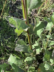 Verbesina tetraptera