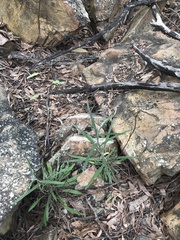 Senecio phelleus