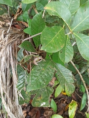 Liopeltis tricolor