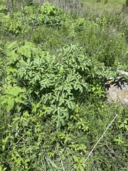 Prionosciadium thapsoides