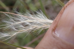 Andropogon virginicus virginicus