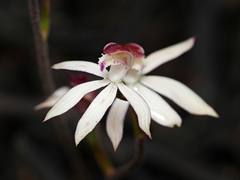 Caladenia moschata