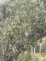 Eucalyptus macrorhyncha