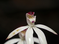 Caladenia moschata